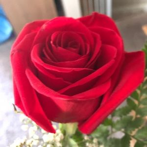 Meet your Posher, Janette